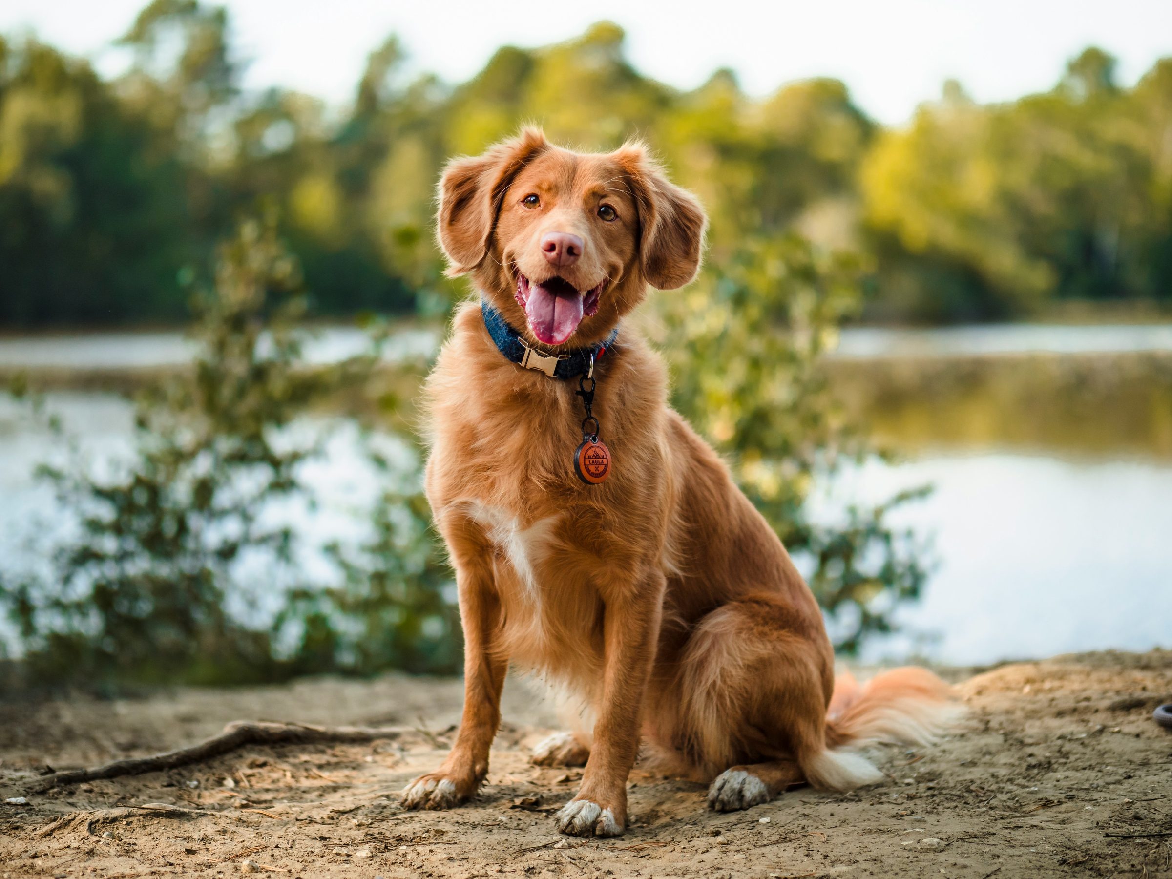 A smiling golden-red dog sitting by a lake