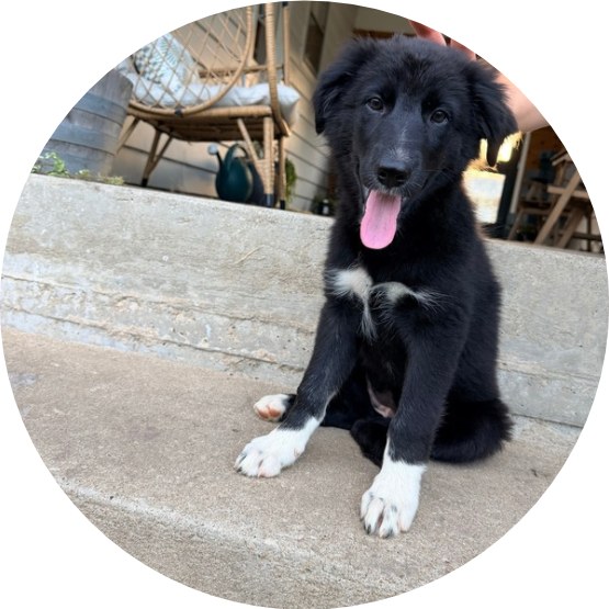 Ember, a black and white puppy, sitting on a porch step