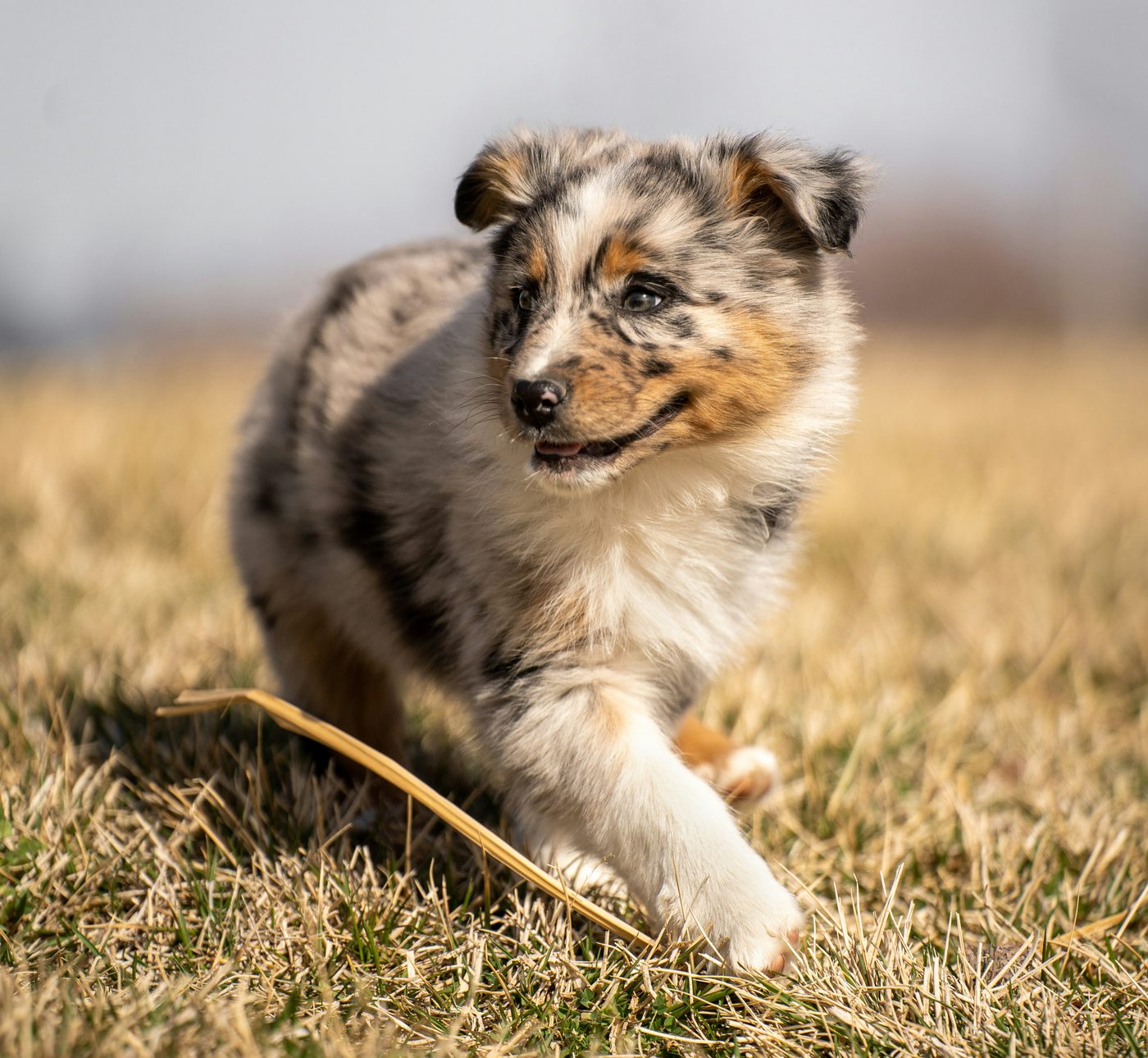 A merle puppy trotting through dry grass
